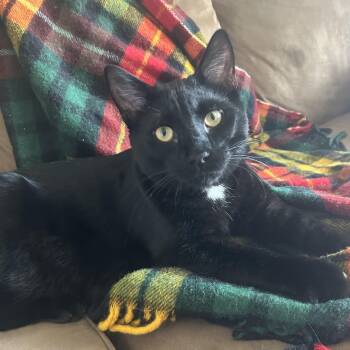 Rescue Domestic Short Hair Cats for Adoption in Plainfield, Illinois - Frankie | PetCurious