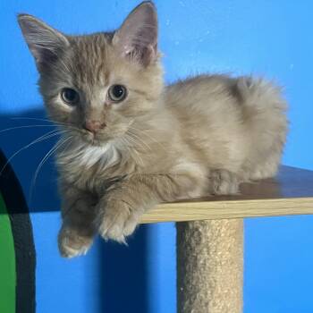 Curry -  Domestic Medium Hair Cat for Adoption in Elkton, Maryland - Curry | PetCurious
