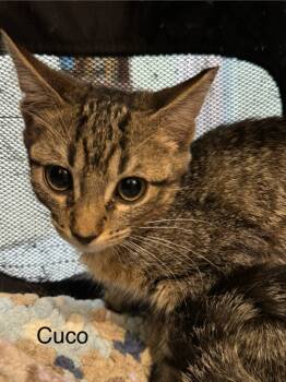 Rescue Domestic Short Hair Cats for Adoption in New Braunfels, Texas - Cuco | PetCurious