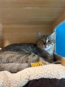 Domestic Short Hair Cats Available for Adoption in Fort Collins, Colorado - Edith | PetCurious