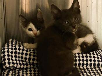 DONKEY -  Domestic Short Hair Cat for Adoption in Tustin, California - DONKEY | PetCurious