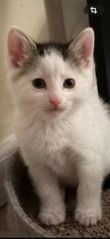 Finn -  Domestic Short Hair Cat for Adoption in New Kensington, Pennsylvania - Finn | PetCurious