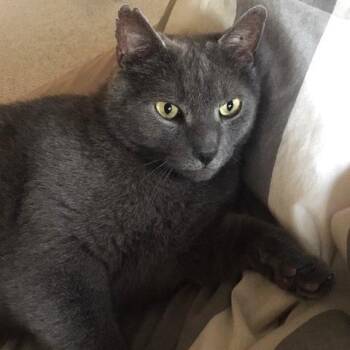 Russian Blue and Domestic Short Hair Cats Available for Adoption - Marshall | PetCurious