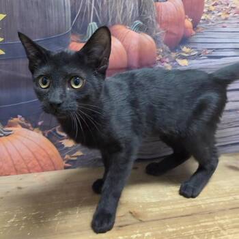 Bright -  Domestic Short Hair Cat for Adoption in Normal, Illinois - Bright | PetCurious