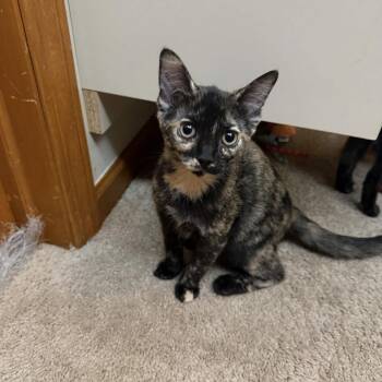 Monaco -  Domestic Short Hair Cat for Adoption in Delaware, Ohio - Monaco | PetCurious