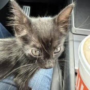 Rye -  Domestic Short Hair Cat for Adoption in San Antonio, Texas - Rye | PetCurious