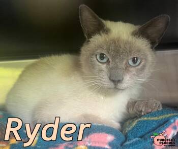 Ryder -  Siamese and Domestic Short Hair Cat for Adoption in Douglasville, Georgia - Ryder | PetCurious