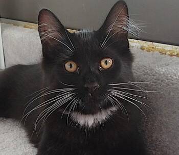 Licorice (+ Nougat) -  Domestic Medium Hair Cat for Adoption in Richmond Hill, Ontario - Licorice (+ Nougat) | PetCurious