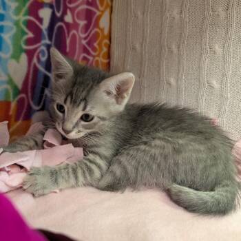 Allegra -  Domestic Short Hair Cat for Adoption - Allegra | PetCurious