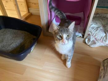 Matcha -  Domestic Short Hair Cat for Adoption in Spencerville, Ontario - Matcha | PetCurious