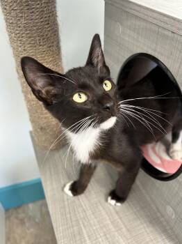 Cicero -  Domestic Short Hair Cat for Adoption in Grand Rapids, Michigan - Cicero | PetCurious