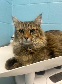 Rescue Domestic Long Hair Cats for Adoption in Frankfort, Kentucky - Vesper | PetCurious