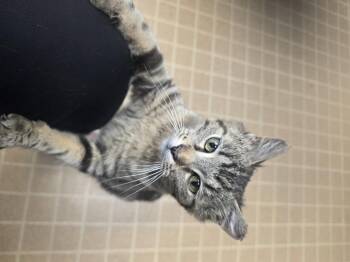 Marie -  Domestic Short Hair Cat for Adoption in Merrillville, Indiana - Marie | PetCurious