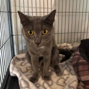 Domestic Short Hair and Russian Blue Cats Available for Adoption in Fayetteville, Georgia - Charlie G | PetCurious