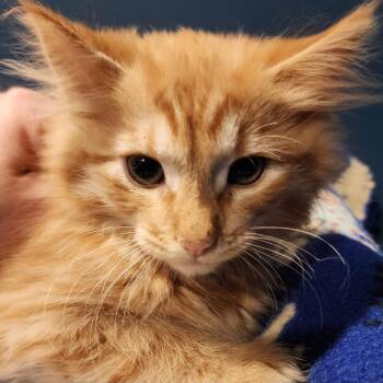Benedict -  Domestic Long Hair Cat Available for Adoption in Ely, Minnesota - Benedict | PetCurious