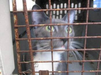MR.BLUES -  Domestic Short Hair Cat for Adoption in Ocala, Florida - MR.BLUES | PetCurious