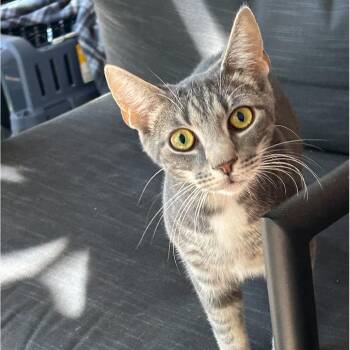 Percy -  Domestic Short Hair Cat for Adoption in Reisterstown, Maryland - Percy | PetCurious