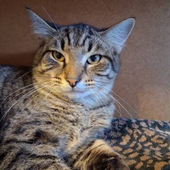 Rescue Domestic Short Hair Cats for Adoption in Marion, Illinois - Luke | PetCurious