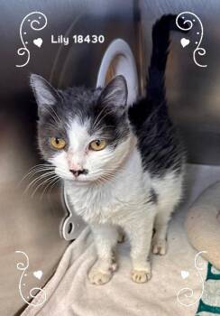 Domestic Medium Hair Cats Available for Adoption in Marietta, Georgia - LILY | PetCurious