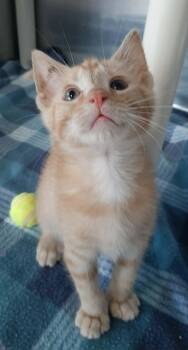 Domestic Short Hair Cats Available for Adoption in Georgetown, Ohio - Scrump | PetCurious