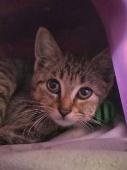 Siren -  Domestic Short Hair Cat for Adoption in Westland, Michigan - Siren | PetCurious