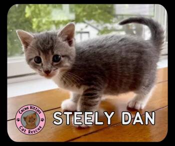 Domestic Short Hair Cats Available for Adoption in Hershey, Pennsylvania - Steely Dan | PetCurious