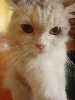 Rescue Persian Cats for Adoption in Wolcott, Connecticut - Bella | PetCurious