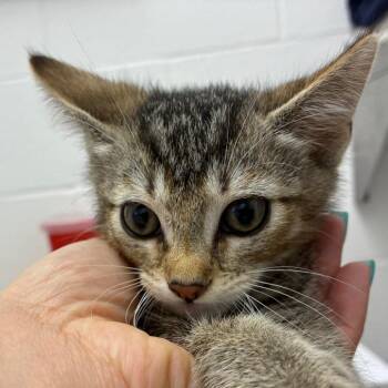 Silas -  Domestic Short Hair Cat for Adoption in Corpus Christi, Texas - Silas | PetCurious