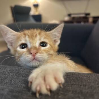Alan Turning -  Domestic Short Hair Cat for Adoption in Bryan, Texas - Alan Turning | PetCurious