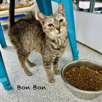 Rescue Domestic Short Hair Cats for Adoption in Hannibal, Missouri - Bon Bon | PetCurious