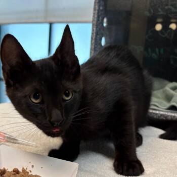 Domestic Short Hair Cats Available for Adoption in Pasadena, California - Mulder | PetCurious