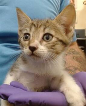 BINKY -  Domestic Short Hair Cat for Adoption in Doral, Florida - BINKY | PetCurious