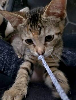 Snapper (aka Elaine) -  Domestic Short Hair Cat for Adoption in Chicago, Illinois - Snapper (aka Elaine) | PetCurious