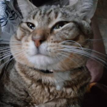 Pete -  Domestic Short Hair Cat for Adoption in Chicago, Illinois - Pete | PetCurious