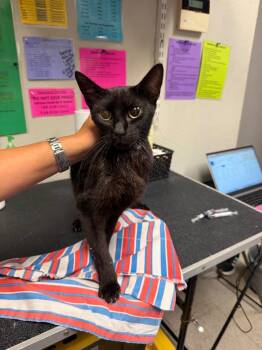 Armi -  Domestic Short Hair Cat for Adoption in Sorrento, Louisiana - Armi | PetCurious