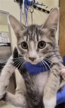 QUEEN MOCHI -  Domestic Short Hair Cat for Adoption in Fremont, California - QUEEN MOCHI | PetCurious