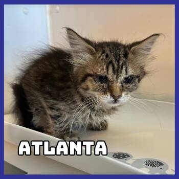 Atlanta -  Domestic Long Hair Cat for Adoption in Glenwood, Minnesota - Atlanta | PetCurious