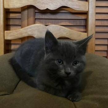 Canolo -  Domestic Short Hair Cat for Adoption in Montreal, Quebec - Canolo | PetCurious
