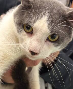 Rescue Domestic Short Hair Cats for Adoption in Clarksville, Tennessee - Ben Benji | PetCurious