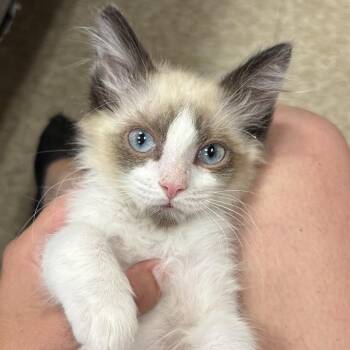 Cosmo -  Siamese Cat for Adoption in Sonora, California - Cosmo | PetCurious