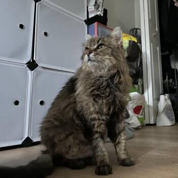 Rescue Domestic Long Hair Cats for Adoption in Albany, New York - Eirlys | PetCurious