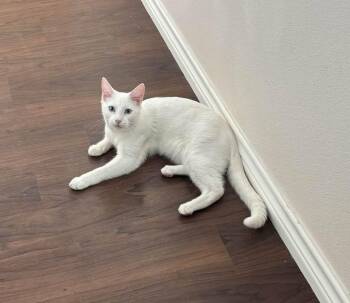 Kadir -  Domestic Short Hair Cat for Adoption in Snyder, Texas - Kadir | PetCurious