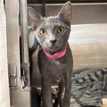 Dolly -  Domestic Short Hair Cat for Adoption in Fairport, New York - Dolly | PetCurious