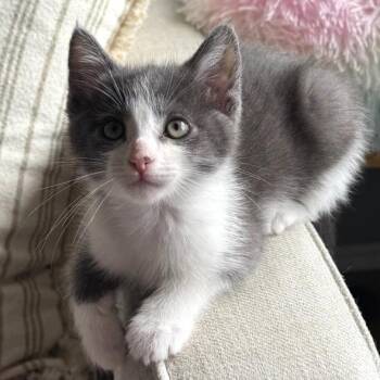 Domestic Short Hair Cats Available for Adoption in Costa Mesa, California - Marty | PetCurious