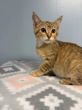 Relic -  Domestic Short Hair Cat for Adoption in Lovingston, Virginia - Relic | PetCurious