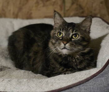 Rescue Maine Coon and Domestic Short Hair Cats for Adoption in Woodsfield, Ohio - Coco | PetCurious
