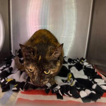 Lila -  Domestic Short Hair Cat for Adoption in Englewood, Florida - Lila | PetCurious