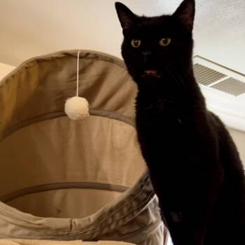 Preston -  Pixiebob Cat for Adoption in Bountiful, Utah - Preston | PetCurious