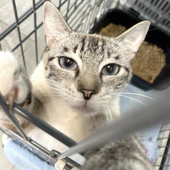 Lucky Charm -  Domestic Short Hair Cat Available for Adoption in Carencro, Louisiana - Lucky Charm | PetCurious