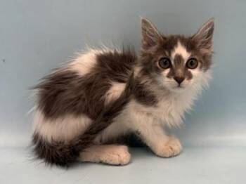 Nook -  Domestic Medium Hair and Domestic Short Hair Cat for Adoption in Golden Valley, Minnesota - Nook | PetCurious